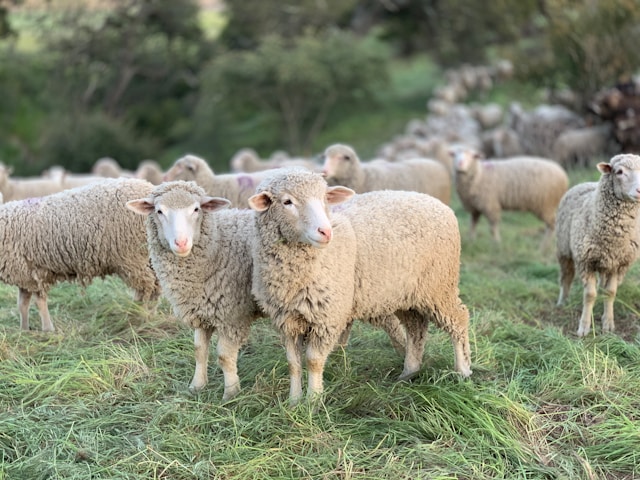 cria de corderos